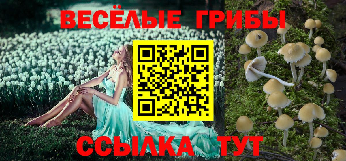 Псилоцибиновые грибы Psilocybe Канск